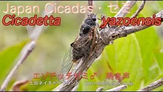 北海道のエゾチッチゼミ♂  鳴き声 / Kosemia yezoensis