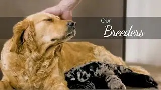About the Breeders at Charlotte Dog Club