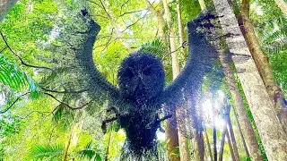 Day trip to Mount Tamborine/ Gallery Walk/ Botanical Gardens/ it really is beautiful!!! #daytrip