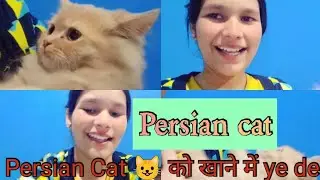 Passion cat ko khane mein yah De / passion cat 😺#mirchavlog777 