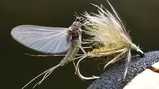 Dream Stream Tricos - Fly Fishing Dry Flies On The  South Platte River During A Trico Hatch
