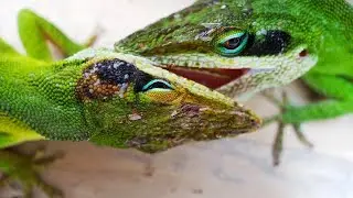 EPIC Lizard Fight!