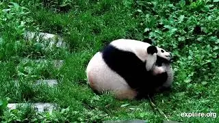 240710 Xin Xin and Cub Play -Gengda Valley (explore.org 2154)