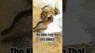 The Killer Frog That EATS SNAKES! 🐸🦎#ColorsOfAfrica #Bullfrog #NatureFacts #Predators #animals