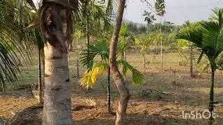 N  p properties  10 acre 20 gunte pure red soil per gunte 1 lakhs 30 thousands 6360446978 general
