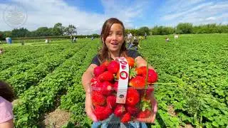 steve harris strawberries PYO Titchfield