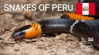 Snakes of Peru, 5 species from the Amazon rainforest, bushmaster, tree boa, coral snake and more