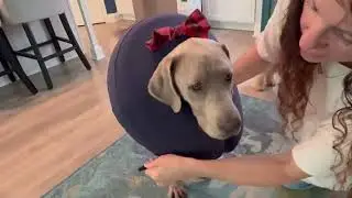 MIDOG Dog Cone Collar for Large Medium Dogs, Soft Inflatable Dog Cone Alternative After Surgery Revi