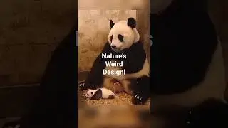 The Panda Thumb Evolution You Never Knew 🐼✨#shorts