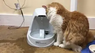 Cat drinking fountain fail