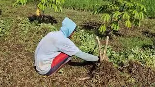 FASTEST WAY TO CUT PEANUT PLANT STEMS USING AN ULTRA-SHARP TOOL! - Agriculture Farming