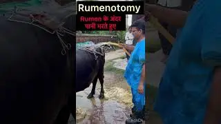 Rumenotomy l dr Umar khan
