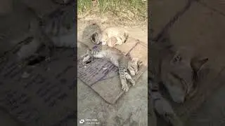 Cat 😺 murli ki tani si ...song #cat #catshorts #cute #catlovers #viralshorts #meowmoe