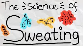 Why is Sweating Good For Us?