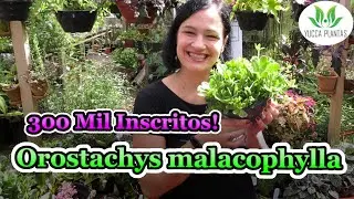 Orostachys malacophylla e Especial de 300K