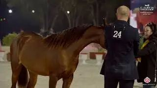 Bahrain National Show 2025   Class JFC