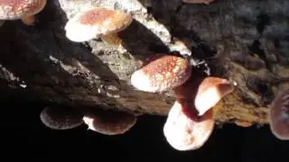Shiitakes Sporing In The Sun