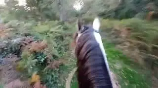 08/10/25 Sinal (cheval lusitanien à vendre),Sortie en extérieur: aller à pied / retour monté