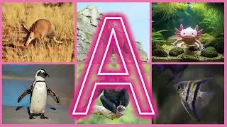 Discover Amazing Animals Starting with A for Curious Learners