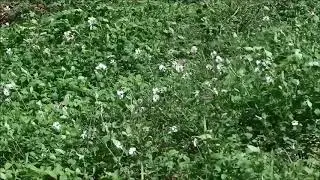 정애련작곡 /서곡 바람소리 /메시야필하모닉