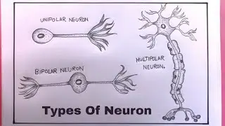 How To Draw Different Types Neurons/Drawing Neuron/Neuron Drawing