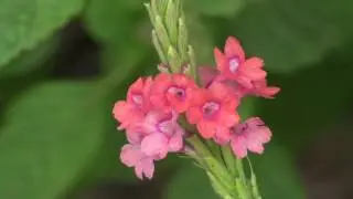 Stachytarpheta mutabilis