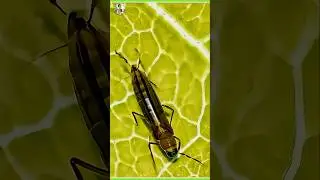 Thrips: The Silent Destroyers of Your Plants!