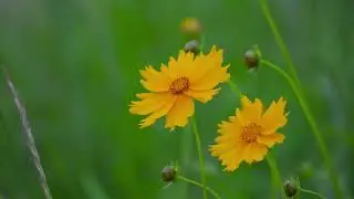 When Beautiful flowers Begin to Bloom #HealingNature #flowers #nature#slowlife #peaceful #relaxing