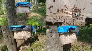Scout Bee of Apis Cerana in search of new hive for their colony to thrive.