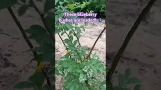 🫐🌱 Growing Blueberries in Zone 8: Future Delicious Harvest!