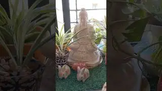 Beautiful Buddha garden in a small space #shorts #shortvideo #ytshorts