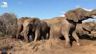 A Morning Mud Party with the Elephants 🐘