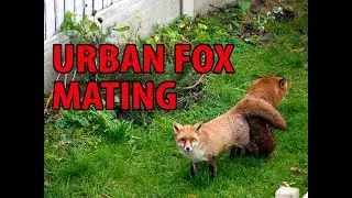 Urban Foxes Mating