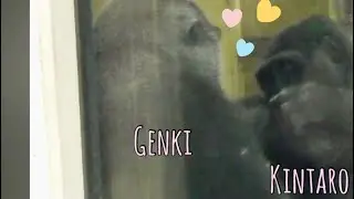 &laquo;Горилла&raquo; Милый Кинтаро🦍❤︎ и нежный Генки🦍❤︎