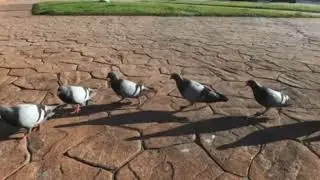 German pigeon (Full Song Remix)
