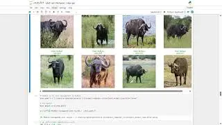Animal Classifier using Deep Learning | Computer Vision Project
