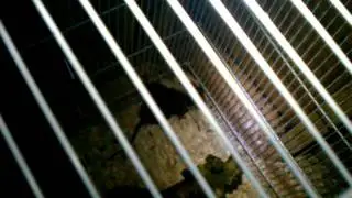 Rat breeding rack system