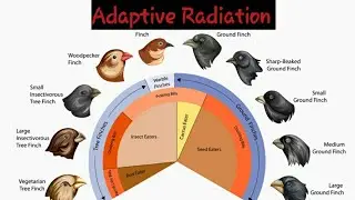 ADAPTATIVE RADIATIONS||EVOLUTION  OF ECOLOGICAL AND PHENOTYPIC DIVERSITY||SPECIATION||