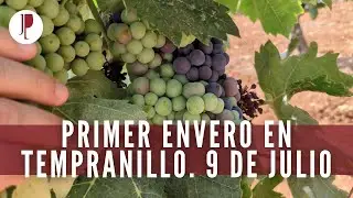 Primer envero en tempranillo. 9 de julio