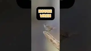 #birds #housewren #endemicbirds #america