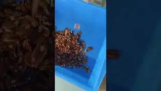 pecans color sorter machine with AI deeply learning from VSEE Company