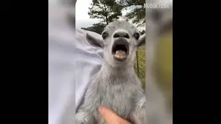 FUNNY TIKTOK VIDEO - OH MY GOD WEEE 2021 #shorts #5