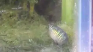 Jordanella floridae spawning