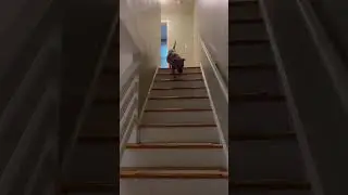 Non-Slip Stair Mats for Pets: Prevent Slips on Stairs