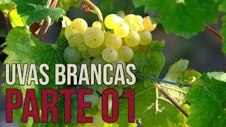 Principais Uvas Brancas de Vinho - Parte 01