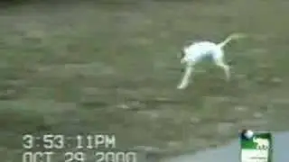2 legged dog
