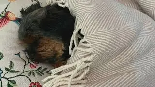 Ottawa-area dog owner says pet became severely ill after ingesting rat poison