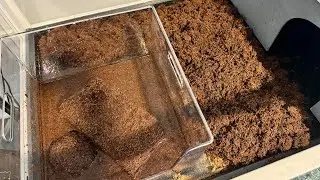 Demo of Using This Coconut Fiber Substrate for Tortoises! - ZeeDix Overview! #ad #amazoninfluencer