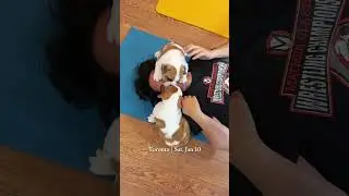English Bulldog Puppy Yoga is coming soon! #puppyyoga #englishbulldog #torontoevents