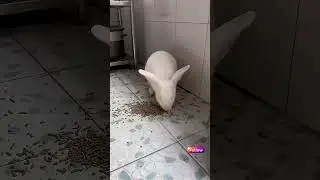 Pet Funny 🎉😸: #CuteAndFunny #AnimalComedy #PetsInAction #Pawsome